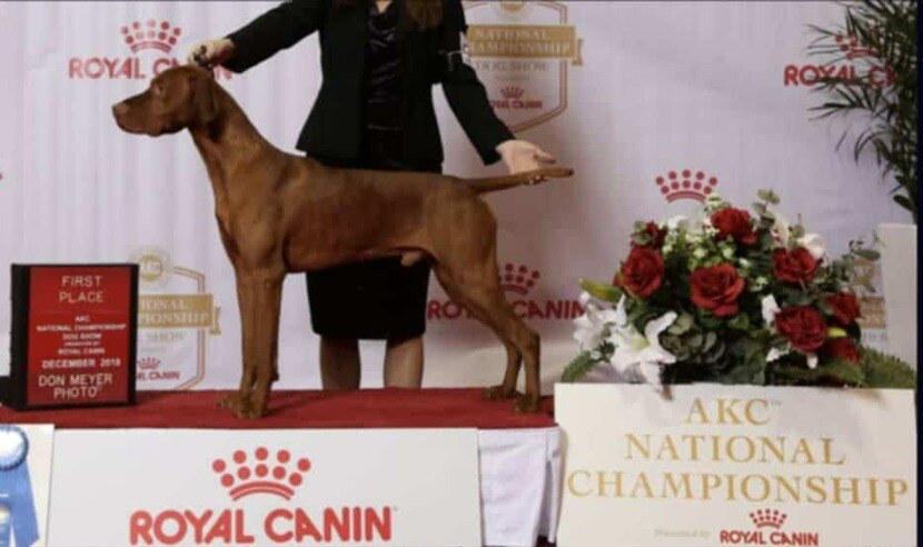 Hudson of Skoglundfarm (Hudson )